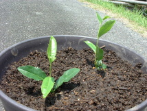 我が家で茶の木を育てよう 第２幕